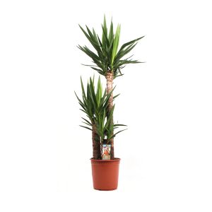 Юкка 3 ствола