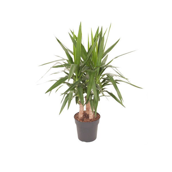 Бенджамина