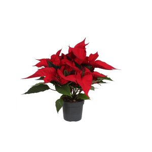 Пуансеттия красная