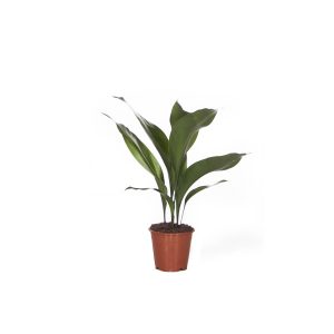 Аспидистра Элатиор