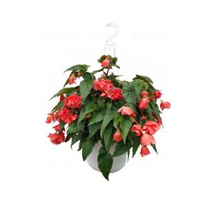 Бегония ампельная в подвесном горшке