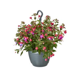 Фуксия в подвесном горшке