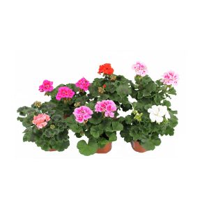 Пеларгония (герань) микс