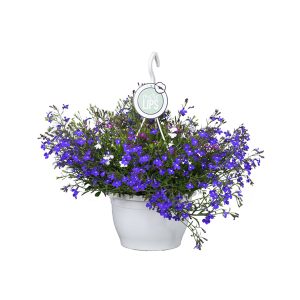 Лобелия в подвесном горшке
