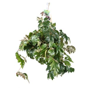 Циссус Даника