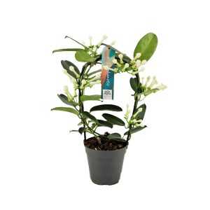 Стефанотис