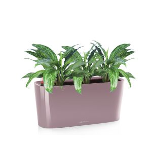 Аглаонема Мария + Lechuza Delta