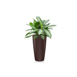 Аглаонема Silver Bay + Lechuza Rondo