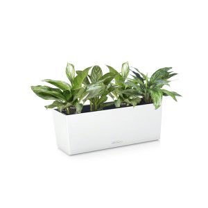 Аглаонема микс + Lechuza Balconera