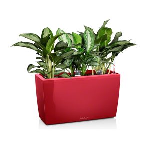 Аглаонема микс + Lechuza Cararo