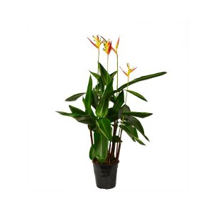 Геликония Гаваи