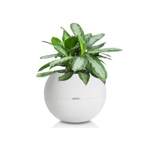 Аглаонема Silver Bay + Lechuza Puro (большое)