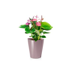 Антуриум + Lechuza Deltini