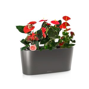 Антуриум + Lechuza Delta (настольное)