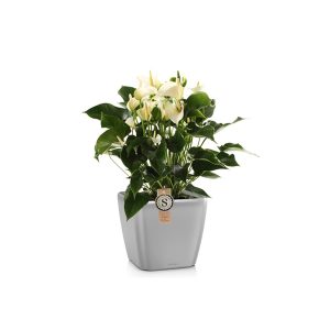 Антуриум + Lechuza Quadro