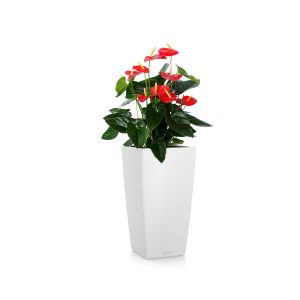 Антуриум + Lechuza Cubico