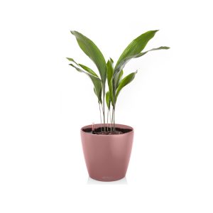 Аспидистра + Lechuza Classico