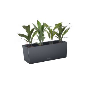 Аспидистра + Lechuza Balconera