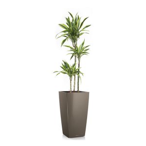 Драцена Лемон Лайм + Lechuza Cubico