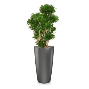 Драцена Компакта бранч + Lechuza Rondo