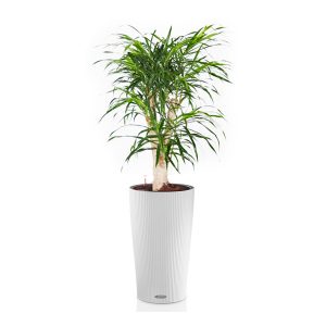 Драцена Анита бранч + Lechuza Cilindro