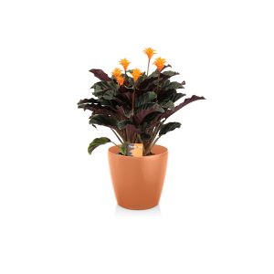 Калатея Кроката д14 + Lechuza Classico 18