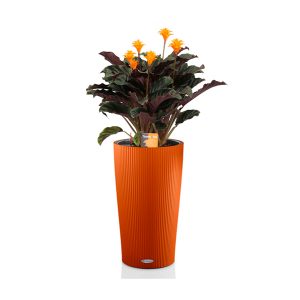 Калатея Кроката + Lechuza Cilindro 23