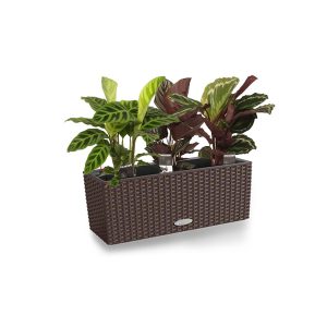 Калатея Микс + Lechuza Balconera