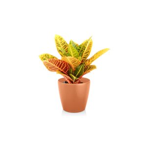 Кротон Петра + Lechuza Classico 18