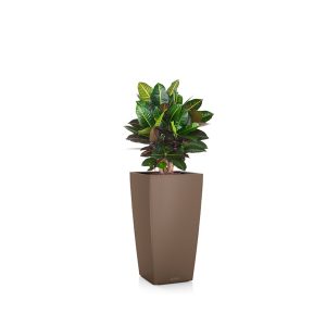 Кротон Петра бранч + Lechuza Cubico