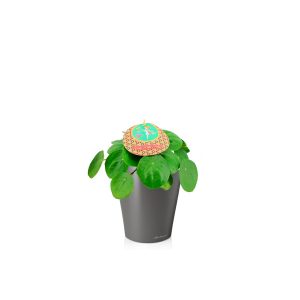 Пилея + Lechuza Deltini