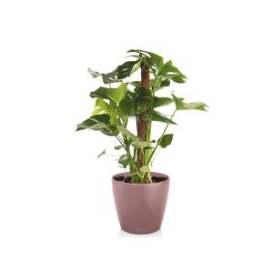 Монстера + Lechuza Classico 28