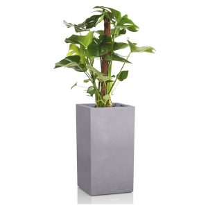 Монстера + Lechuza Canto