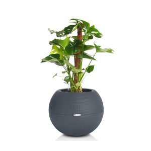 Монстера + Lechuza Puro big