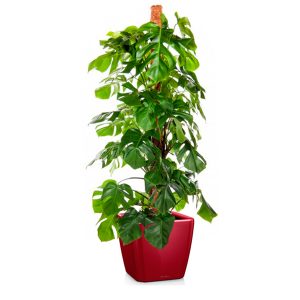 Монстера + Lechuza Quadro 43