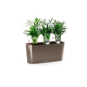 Хамедорея + Lechuza Delta 10