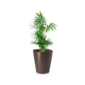 Хамедорея + Lechuza Deltini