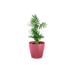 Хамедорея + Lechuza Classico 18