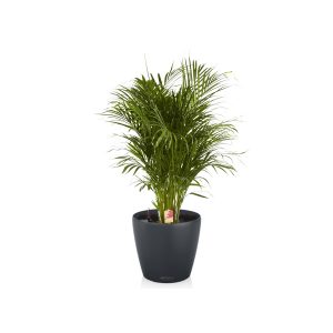 Хризалидокарпус + Lechuza Classico