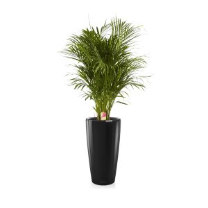 Хризалидокарпус + Lechuza Rondo