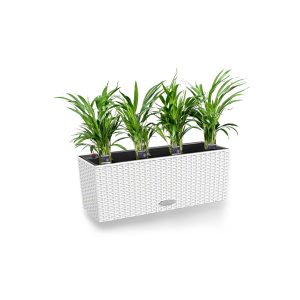 Хризалидокарпус + Lechuza Balconera