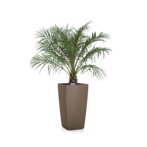 Финик Робелини + Lechuza Cubico