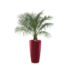 Финик Робелини + Lechuza Rondo