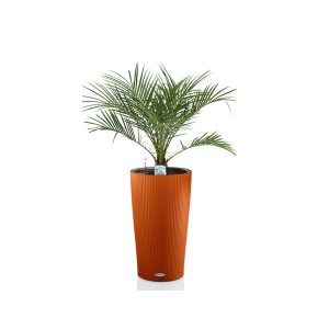 Финик Робелини + Lechuza Cilindro 23