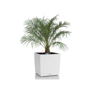 Финик Робелини + Lechuza Cube 30