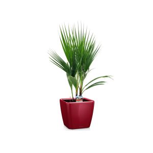 Вашингтония + Lechuza Quadro