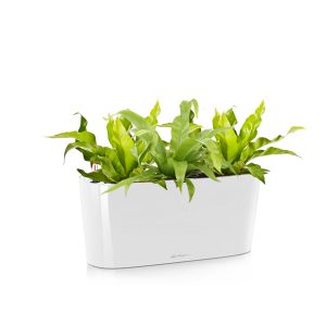 Асплениум + Lechuza Delta 20