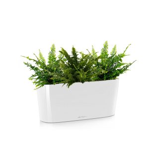 Нефролепис + Lechuza Delta 20