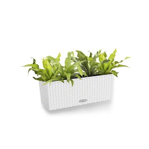 Асплениум + Lechuza Balconera