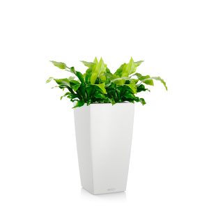 Асплениум + Lechuza Cubico